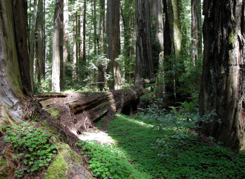 Humboldt Redwoods State Park, California, USA